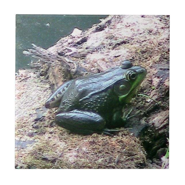 Helle grüne Froschdekoration Fliese (Vorderseite)