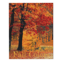 Helle Herbstfarben Waldansicht