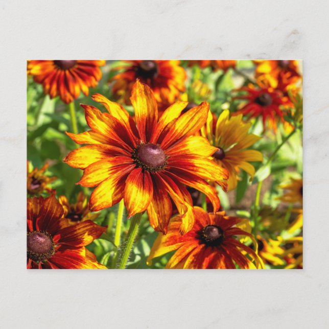 Helle Konfektion Blumenkarte Postkarte (Vorderseite)