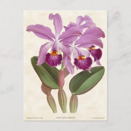 Helle Lila Cattleya Orchid Vintag Botanisch Postkarte