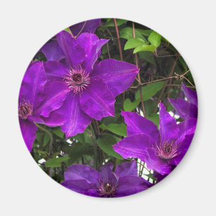 Helle lila Jackmanii Clematis-Rebe Magnet