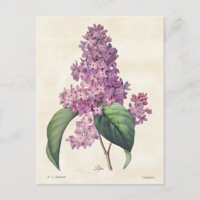 Helle Lila Lilacs Vintag Botanical Postkarte (Vorderseite)