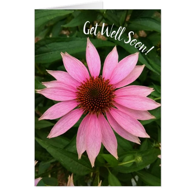 Helle Lila Sitzblende wird bald gut. (Vorne)