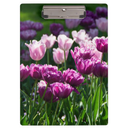 Helle Lila und rosa Tulpen an einem sonnigen Tag Klemmbrett