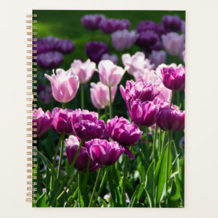 Helle Lila und rosa Tulpen an einem sonnigen Tag Planer
