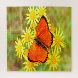 Helle Orange Butterfly Gelbe Blumen