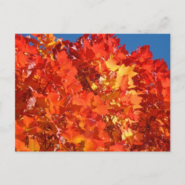 Helle Orange Herbst Blätter Postkarten fallen Bäum (Vorderseite)