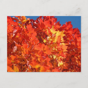 Helle orange Herbstblätter Postkarten Herbstbäume