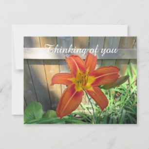 Helle Orange Lily Foto Denken Sie an Ihre Flachkar