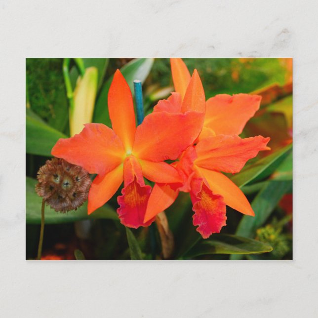Helle Orange Orchid Postkarte (Vorderseite)