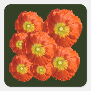Helle Orange Poppy Blume Quadratischer Aufkleber