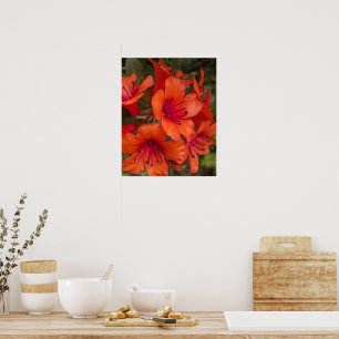 Helle orange Rhododendronblüten blühen floral Poster