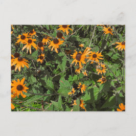 Helle orange Schwarzaugige Susanne Blumen Nahaufna Postkarte
