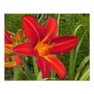 Helle Orange Taglilienblüte Floral Fotodruck