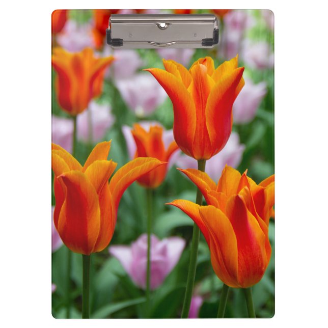 Helle orange Tulpen im Park      Klemmbrett (Vorderseite)