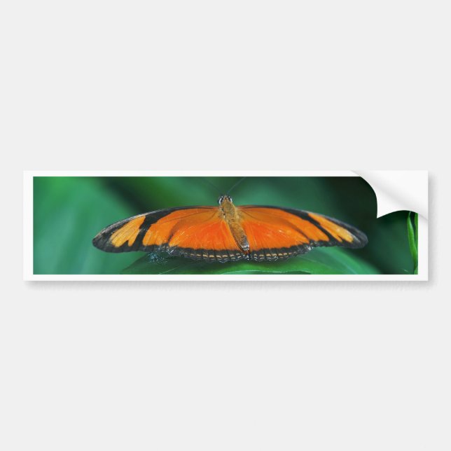 Helle Orange und schwarze Schmetterlinge auf der l Autoaufkleber (Vorne)