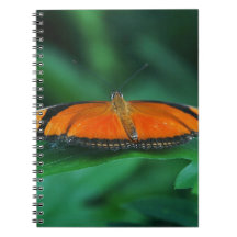 Helle Orange und schwarze Schmetterlinge auf der l