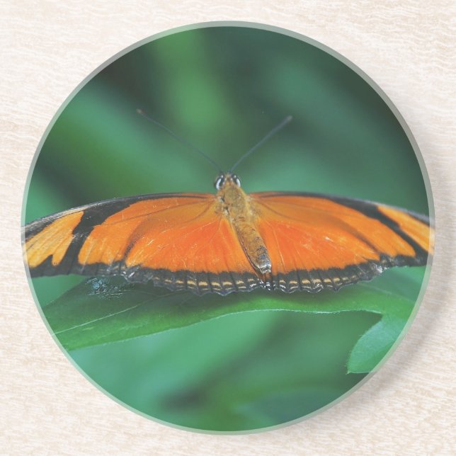 Helle Orange und schwarze Schmetterlinge auf der l Sandstein Untersetzer (Vorne)
