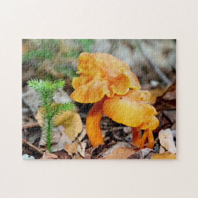 Helle Orange Wild Mushroom Familienlandschaft (Horizontal)