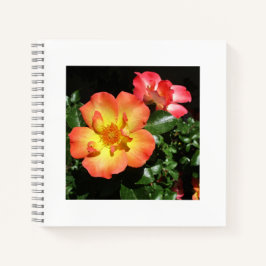 Helle orangefarbene Rosen - Spiralblock mit dunkle Notizbuch