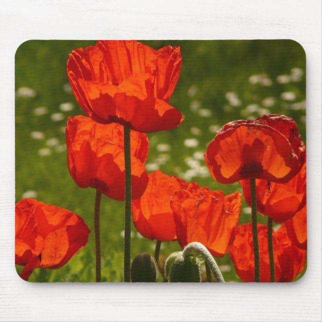 Helle Poppies Nahes Foto Mousepad (Vorne)
