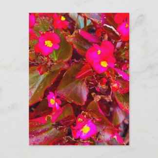 Helle rosa Begonienblüten mit roten Blättern Postkarte