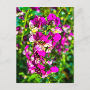 Helle rosa Blütenrispe mit Tau Postkarte