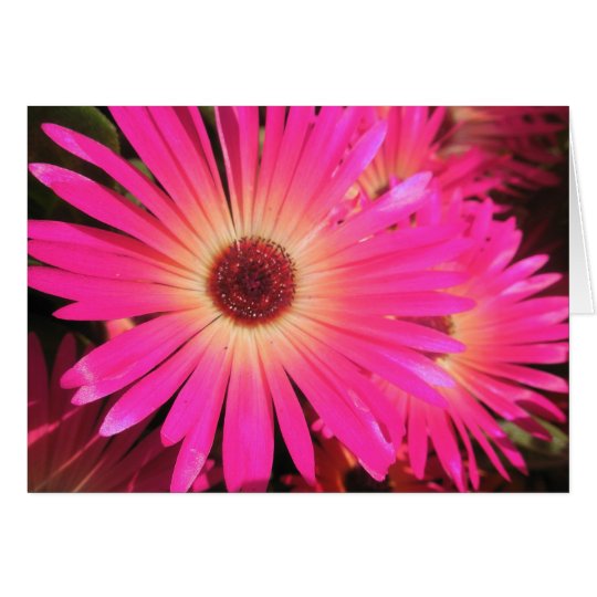 Helle rosa Gänseblümchen Karte