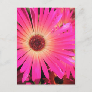 Helle rosa Gänseblümchen Postkarte