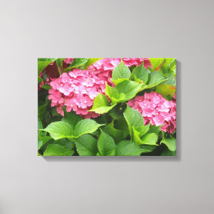 Helle Rosa Hortensien Leinwanddruck