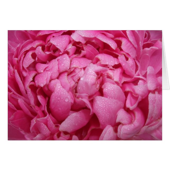 Helle rosa Pfingstrosen-Karte (Vorderseite (Horizontal))
