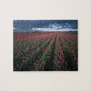 Helle rosa und rote Tulpen leuchten unter dunklen