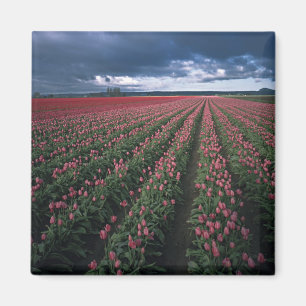 Helle rosa und rote Tulpen leuchten unter dunklen Magnet