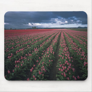 Helle rosa und rote Tulpen leuchten unter dunklen  Mousepad