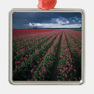 Helle rosa und rote Tulpen leuchten unter dunklen  Silbernes Ornament