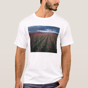 Helle rosa und rote Tulpen leuchten unter dunklen T-Shirt