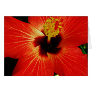 Helle Rot-Orange-Hibiskus-Blume