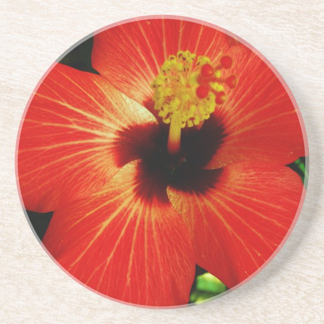Helle Rot-Orange-Hibiskus-Blume Getränkeuntersetzer (Vorne)