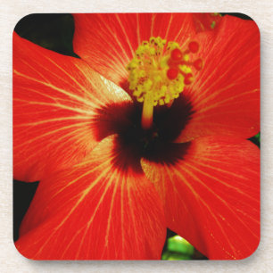 Helle Rot-Orange-Hibiskus-Blume Getränkeuntersetzer
