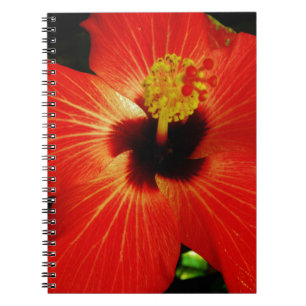 Helle Rot-Orange-Hibiskus-Blume Notizblock