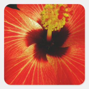 Helle Rot-Orange-Hibiskus-Blume Quadratischer Aufkleber