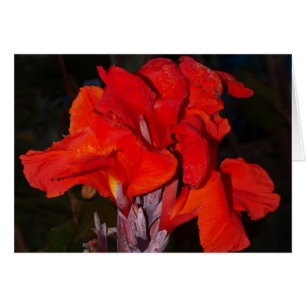 Helle rote canna Lilienkarte