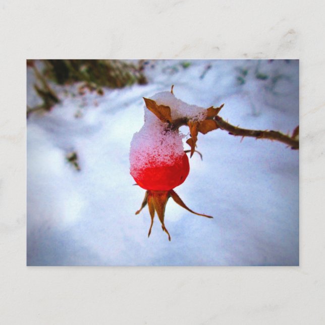 Helle rote Hagebutte im Winter-Schnee Postkarte (Vorderseite)