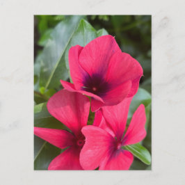 Helle rote Immergrün-Blüten Nahaufnahme Postkarte