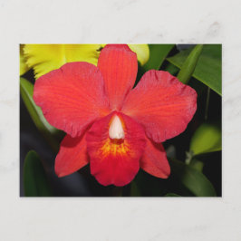 Helle Rote Orchidee Postkarte