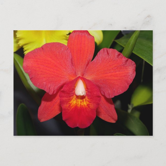 Helle Rote Orchidee Postkarte (Vorderseite)