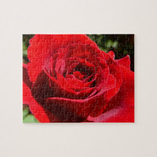 Helle Rote Rose Blume Schöne Blumenpracht