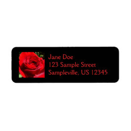 Helle Rote Rose Blume Schöne Blumenpracht