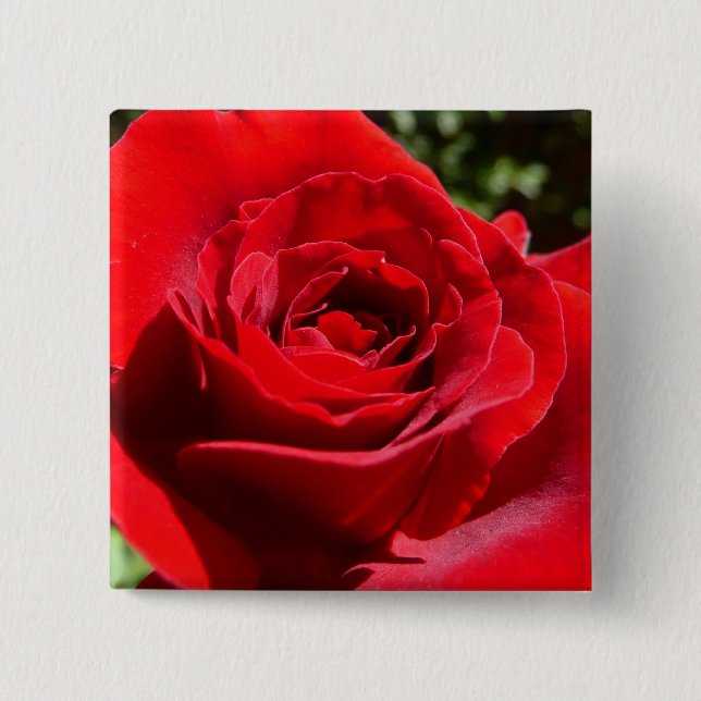 Helle Rote Rose Blume Schöne Blumenpracht Button (Vorderseite)