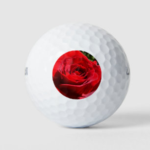 Helle Rote Rose Blume Schöne Blumenpracht Golfball